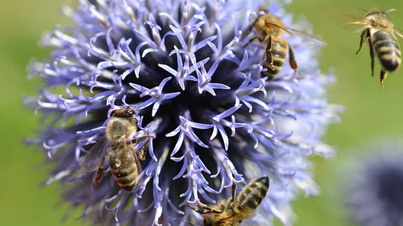 Bijenplantjes: voor meer bijen in je tuin! Bijenplantjes: voor meer bijen in je tuin!