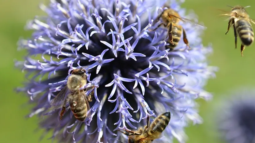 Bijenplantjes: voor meer bijen in je tuin! Bijenplantjes: voor meer bijen in je tuin!