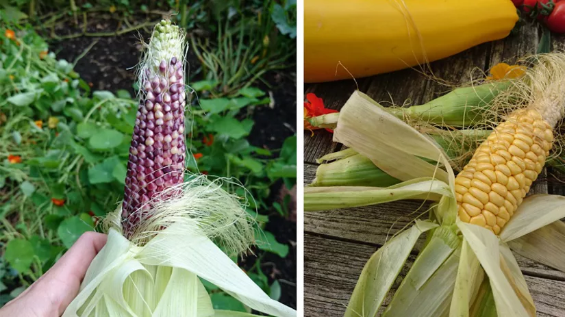 maïs oogsten maïs oogsten