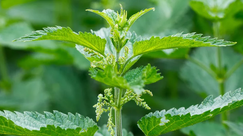 brandnetel-nettles brandnetels bestrijden