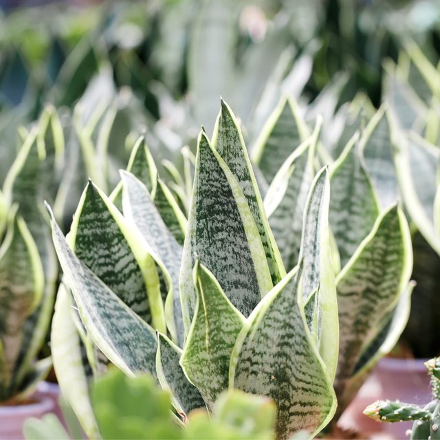 sansevieria shop Variegated Whale Fin Snake Plant