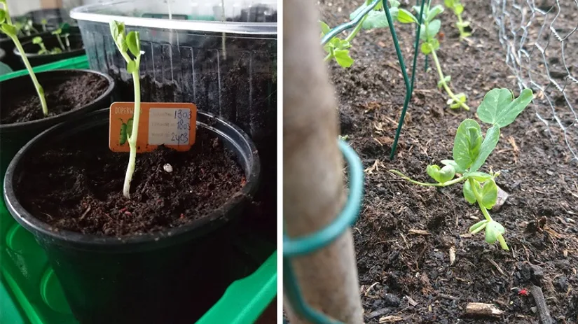 AH Moestuintjes verpotten AH Moestuintjes verpotten