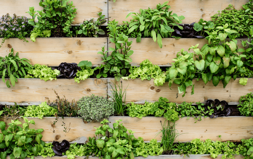 Verticale moestuin