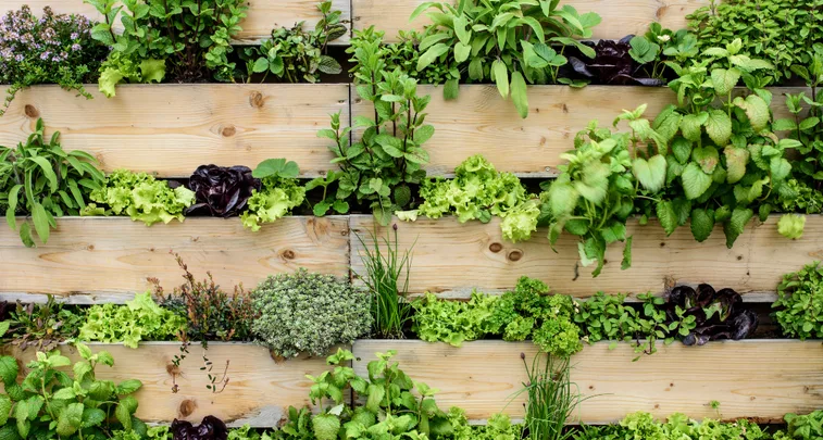 Wanneer moestuin beginnen