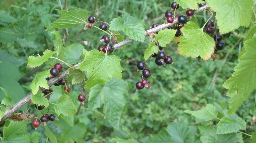 Snoei je bessenstruik Snoei je bessenstruik