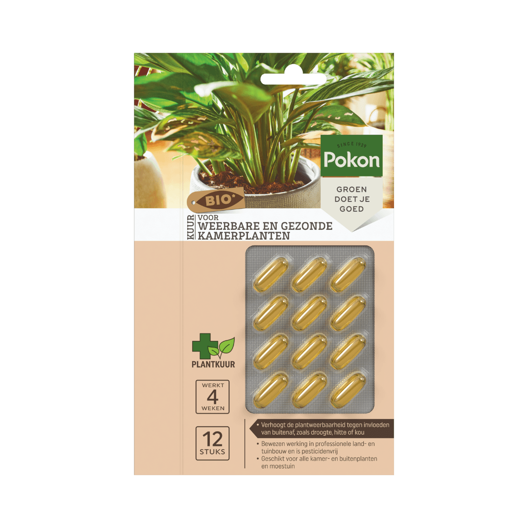 Verpakking met twaalf gouden capsules: capsules in blister naast foto van een groene kamerplant, gepresenteerd als plantkuur voor gezonde, weerbare kamerplanten op een winkelkaart.

Tekst op de afbeelding:
SINCE 1929
Pokon
GROEN DOET JE GOED
BIO
KUUR
VOOR