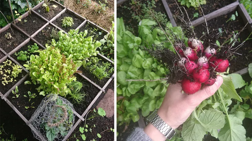 3-radijsjes-floor 3-radijsjes-floor