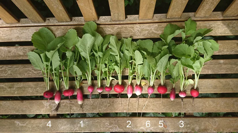 floor-radijsrassen-uitleg-foto2 floor-radijsrassen-uitleg-foto2