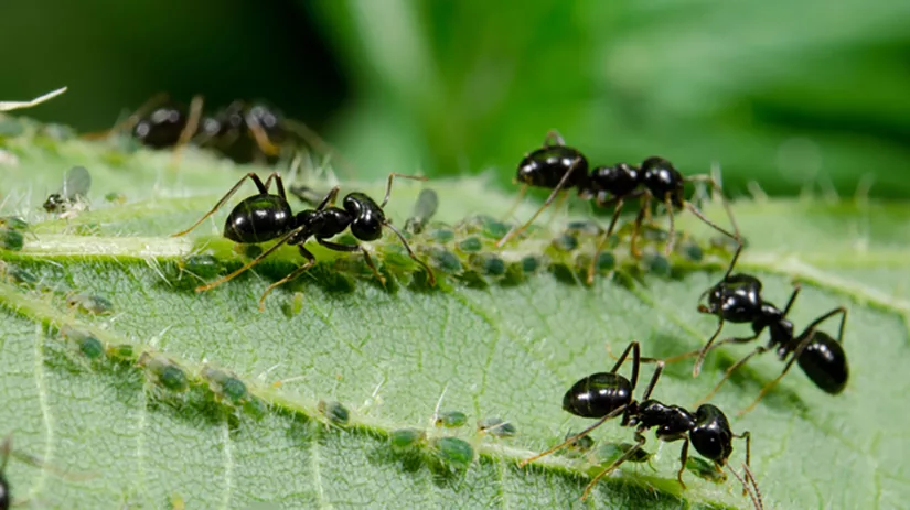 mieren-border mieren-border