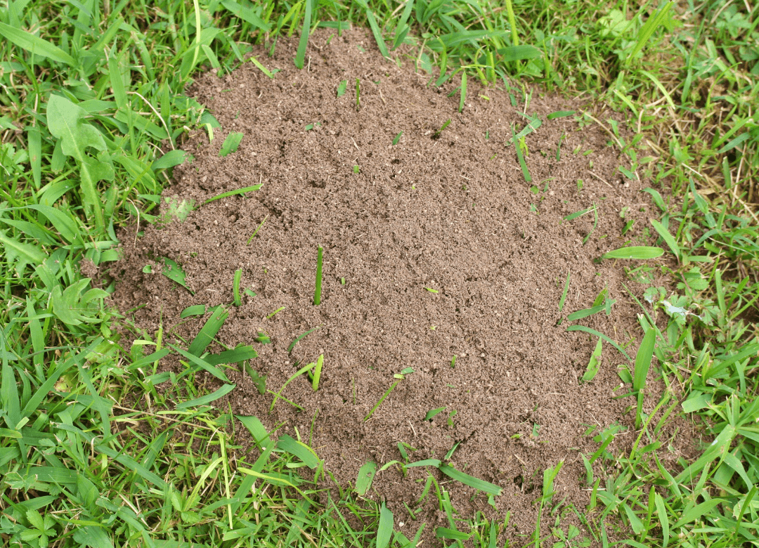 Mieren in gras Gaten in gazon Mieren