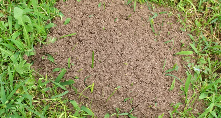 Gaten in gazon Mieren