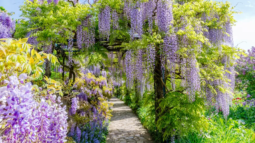Blauweregen en Bosrank: De ideale combinatie van bloeiende klimplanten Blauweregen en Bosrank: De ideale combinatie van bloeiende klimplanten
