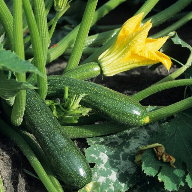 Courgette Planten & Verzorgen - Pokon