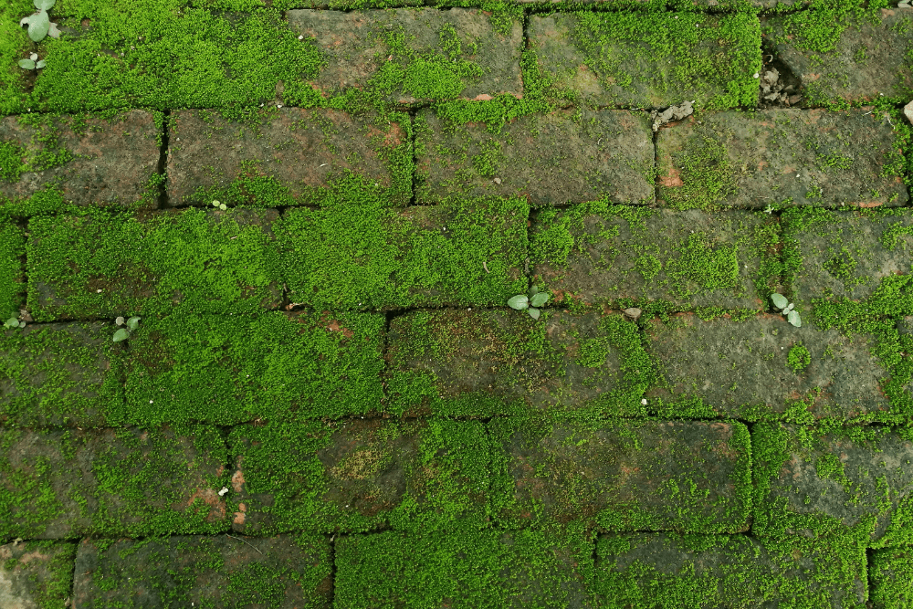 Groene aanslag
