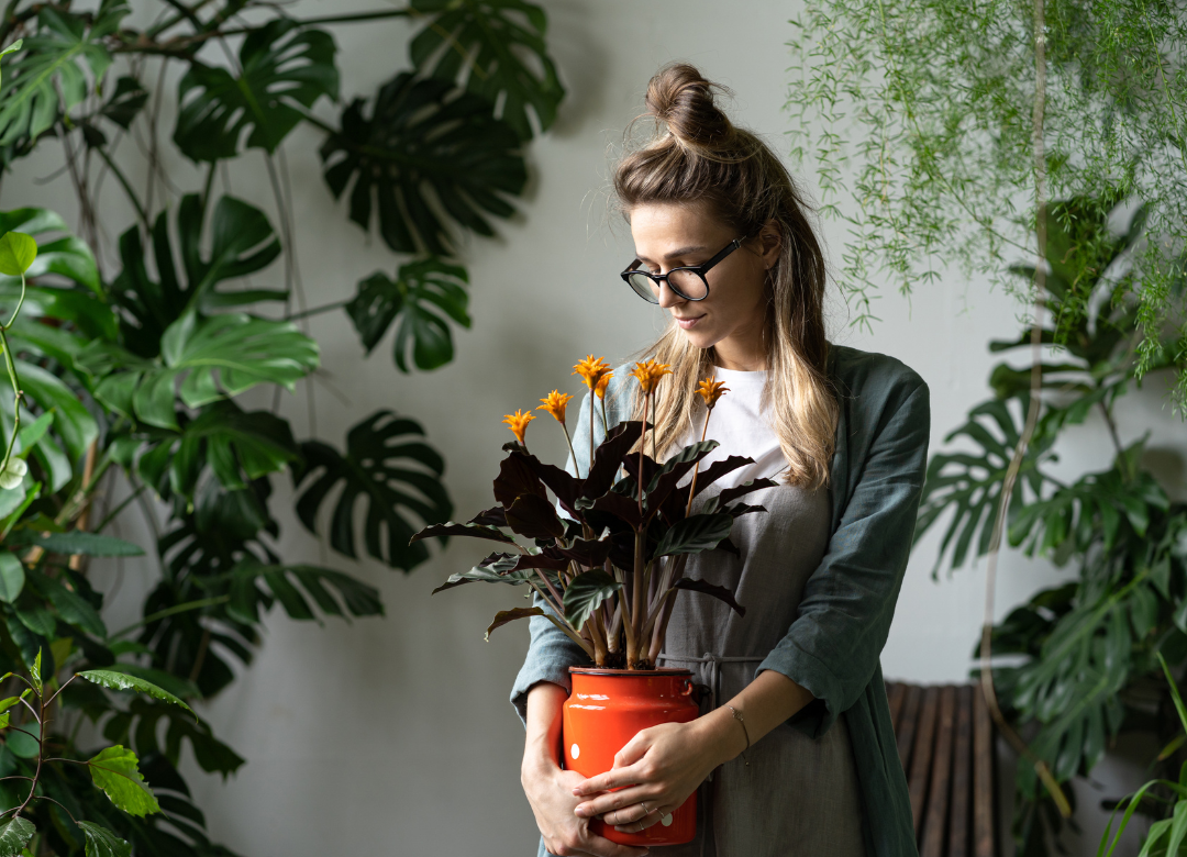 5x bloeiende kamerplanten
