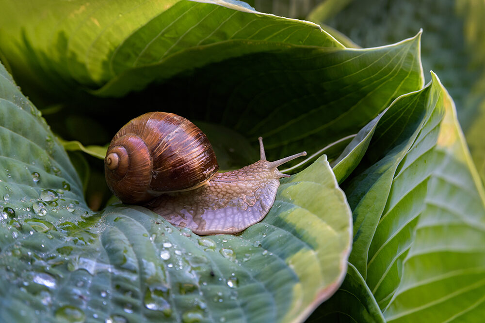 Gaten in je Hosta door slakken Gaten in je Hosta door slakken