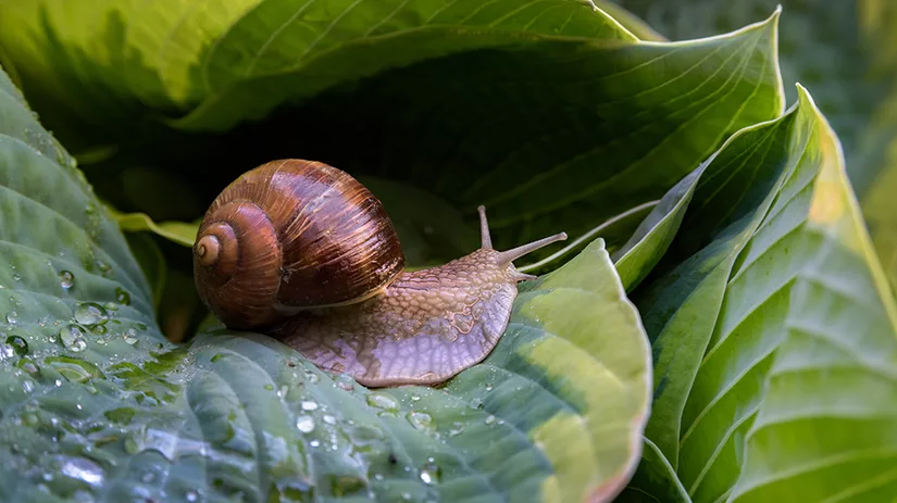 Gaten in je Hosta door slakken Gaten in je Hosta door slakken