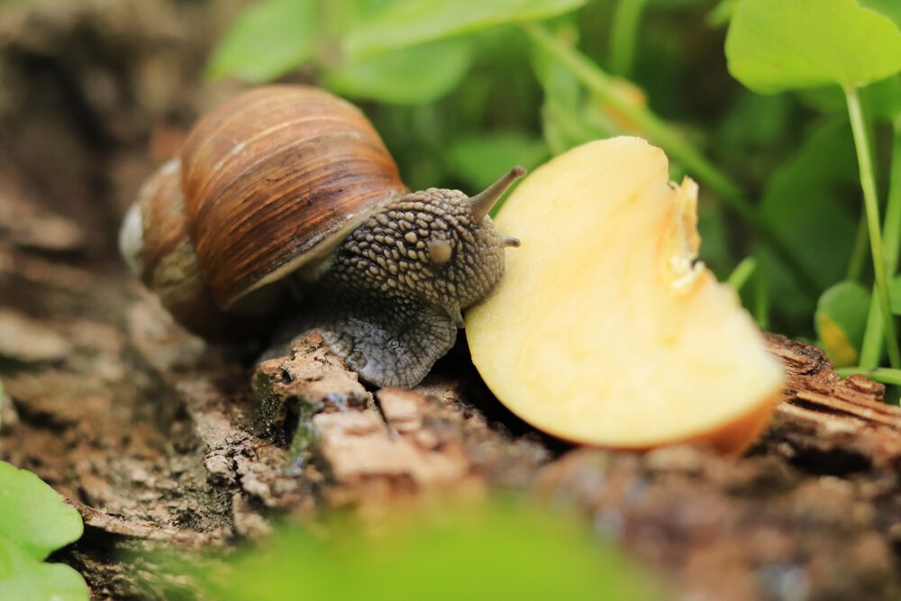 Natter weer: Voor welke slakkensoorten moet je oppassen?