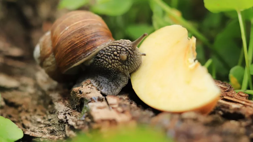 Natter weer: Voor welke slakkensoorten moet je oppassen? Natter weer: Voor welke slakkensoorten moet je oppassen?