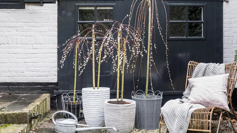 salix salix