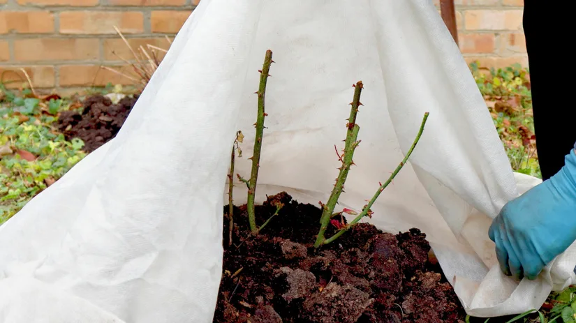 Checklist tuinplanten verzorgen in de winter.png Array