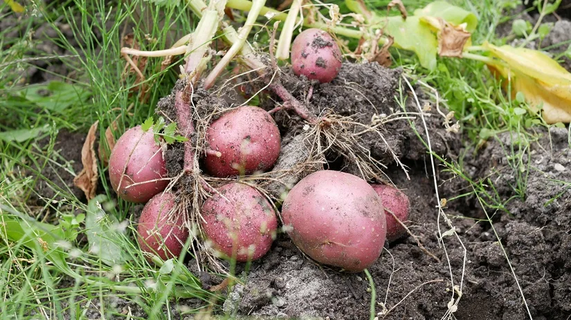 Diana foto 7 Aardappelen oogsten.JPG Diana foto 7 Aardappelen oogsten.JPG