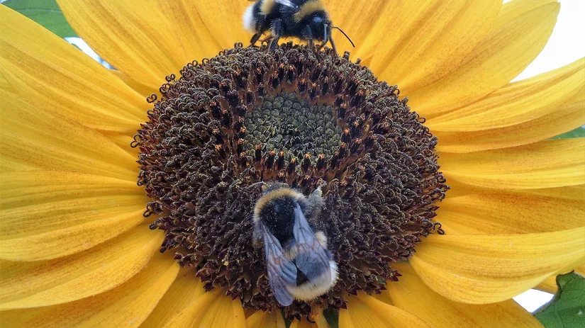 Helianthus Helianthus