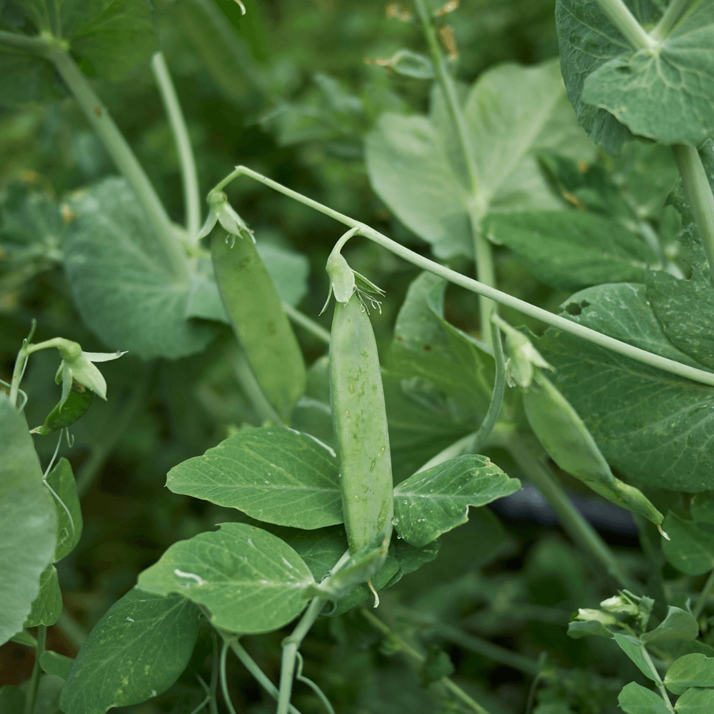 Erwtenschoten hangen aan rankende stengels, groeien aan een klimplant en worden omringd door grote, donkergroene bladeren en fijne klimdraden in een dichte moestuinachtige begroeiing.