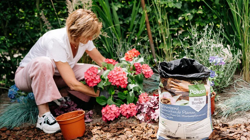 Zuurminnende planten Zuurminnende planten