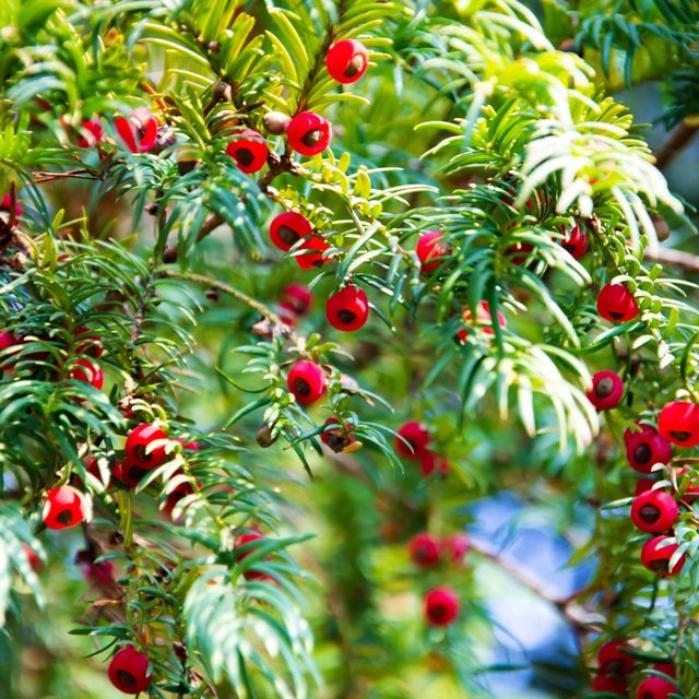 Taxus planten & verzorgen - Pokon