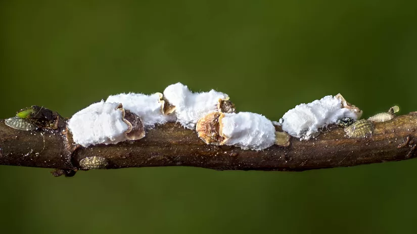 wollige-dopluis-pulvinaria-optie-2 Wollige dopluis bestrijden