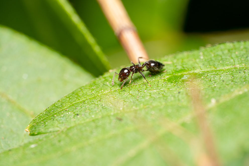 Verschillende soorten mieren
