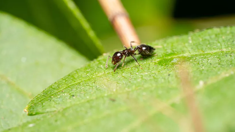 Verschillende soorten mieren Verschillende soorten mieren