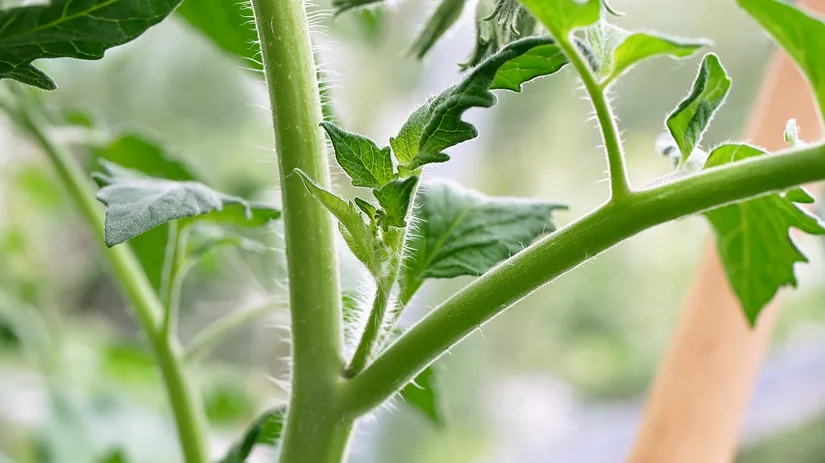 Tomatenplant Dieven die groeien uit tomatenplanten