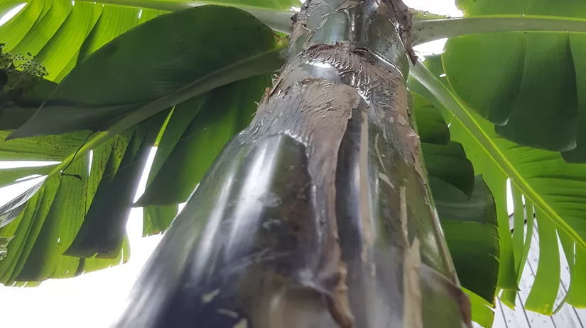 bananenboom bananenboom