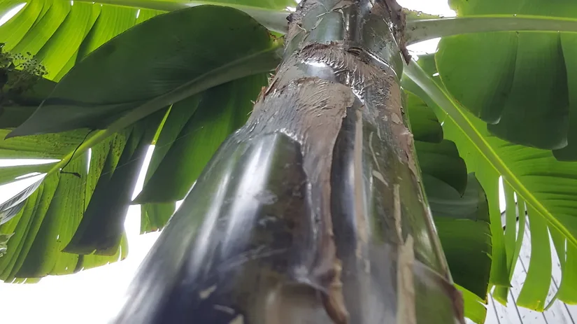 bananenboom bananenboom