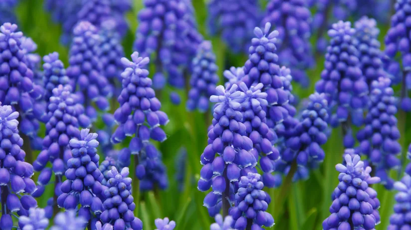 blauwe druifjes blauwe druifjes