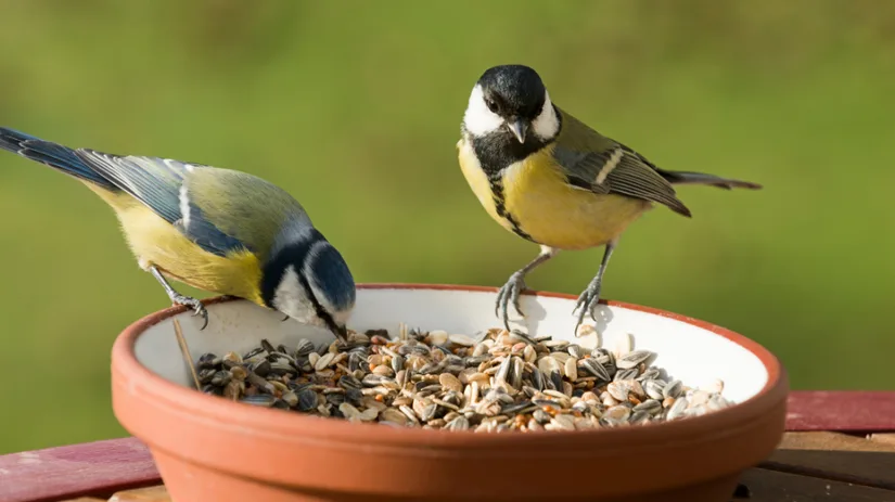 Tips voor het bijvoeren van vogels Tips voor het bijvoeren van vogels