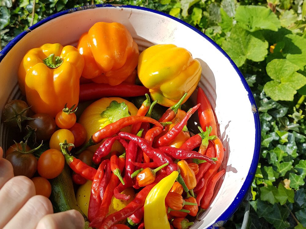 Pepers kweken zó doe je dat! Pokon