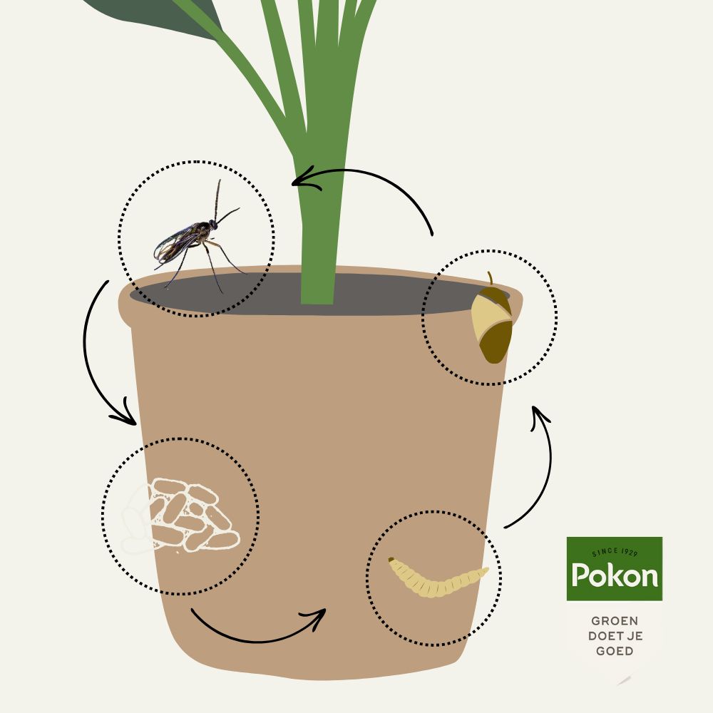 Pot met kamerplant toont levenscyclus van een plaaginsect: eieren, larve, pop en volwassen insect in cirkels met pijlen rondom potgrond. Tekst: "SINCE 1929" "Pokon" "GROEN DOET JE GOED".