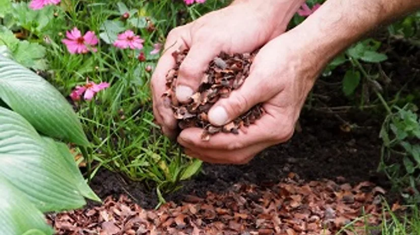 cacaodoppen.jpg cacaodoppen.jpg