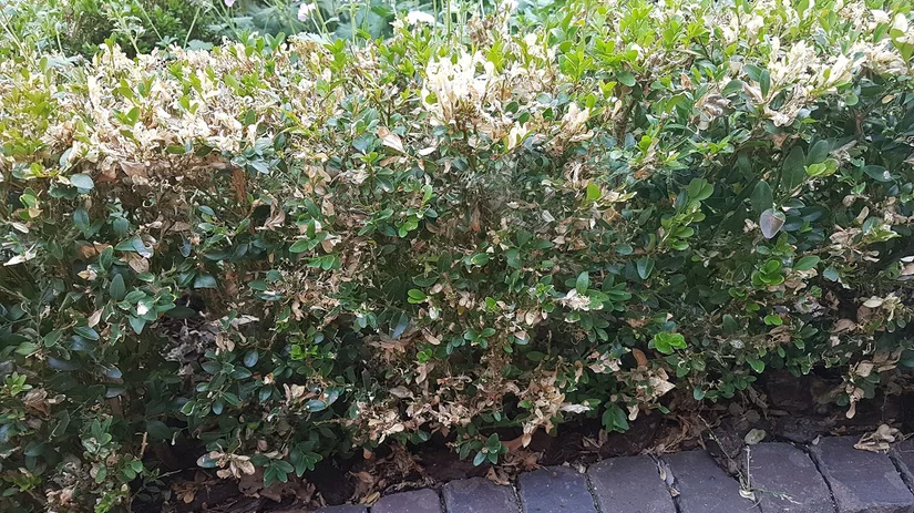 Help! Een kale buxus Help! Een kale buxus