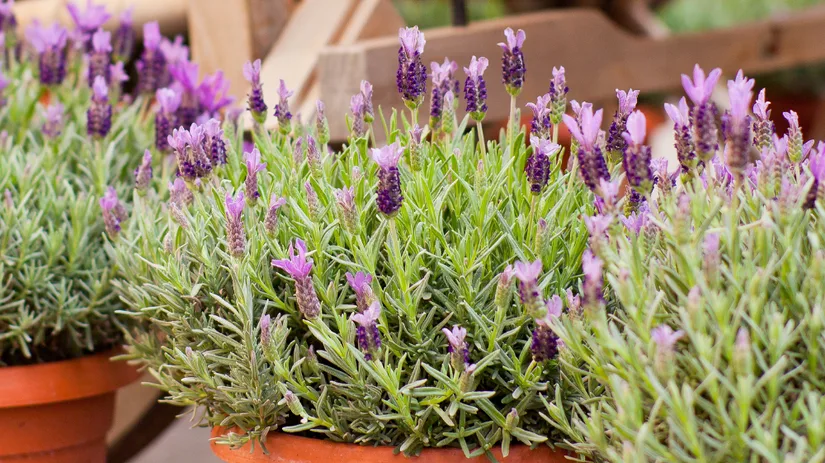 Lavendel.png Lavendel.png