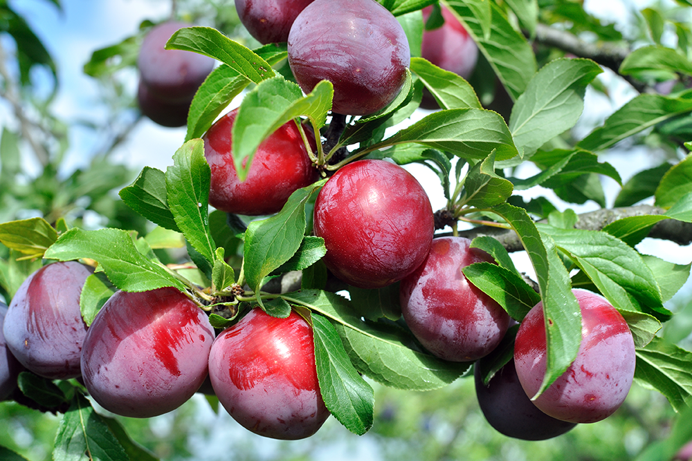 Verzorging fruitbomen: op deze manier pluk jij daar de vruchten van 