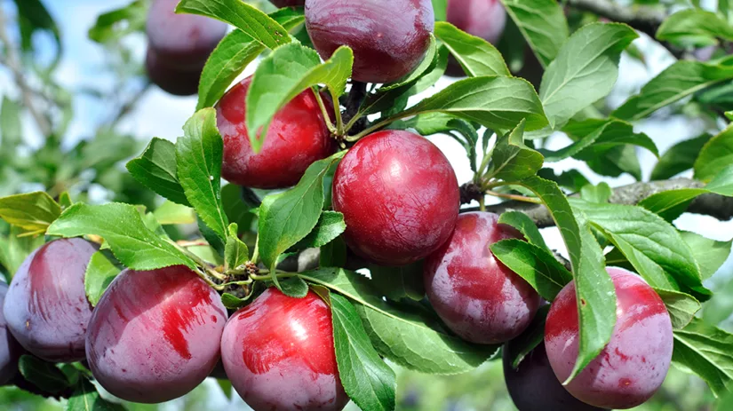 Verzorging fruitbomen: op deze manier pluk jij daar de vruchten van Verzorging fruitbomen: op deze manier pluk jij daar de vruchten van