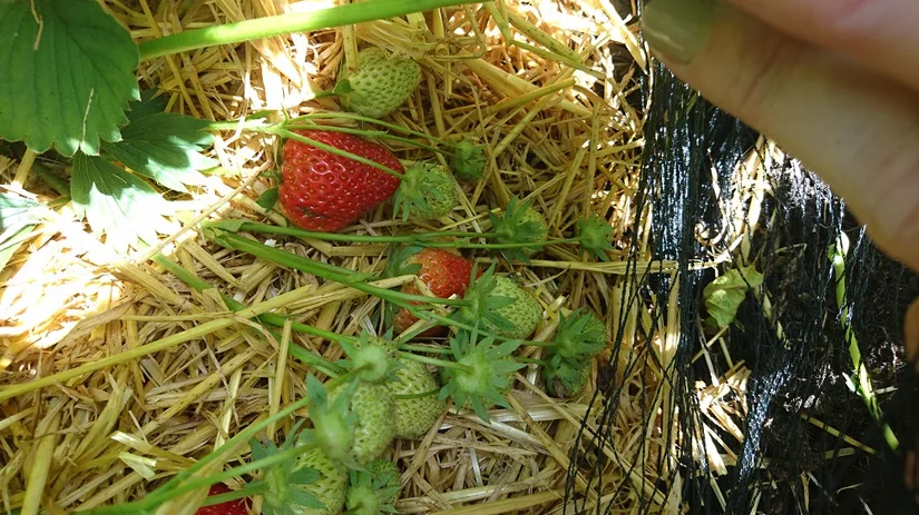 aardbeiend aardbeien