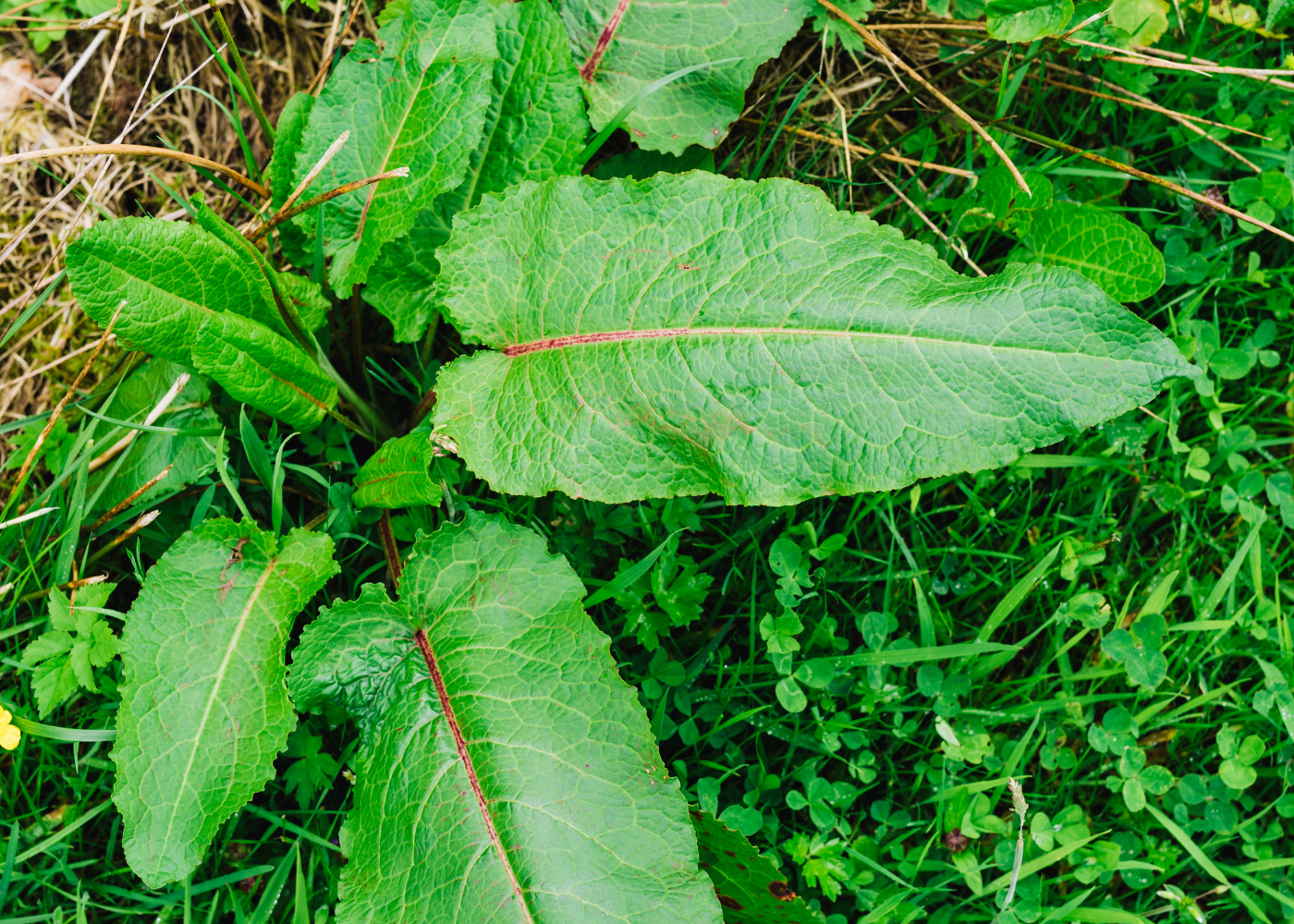 Ridderzuring bestrijden