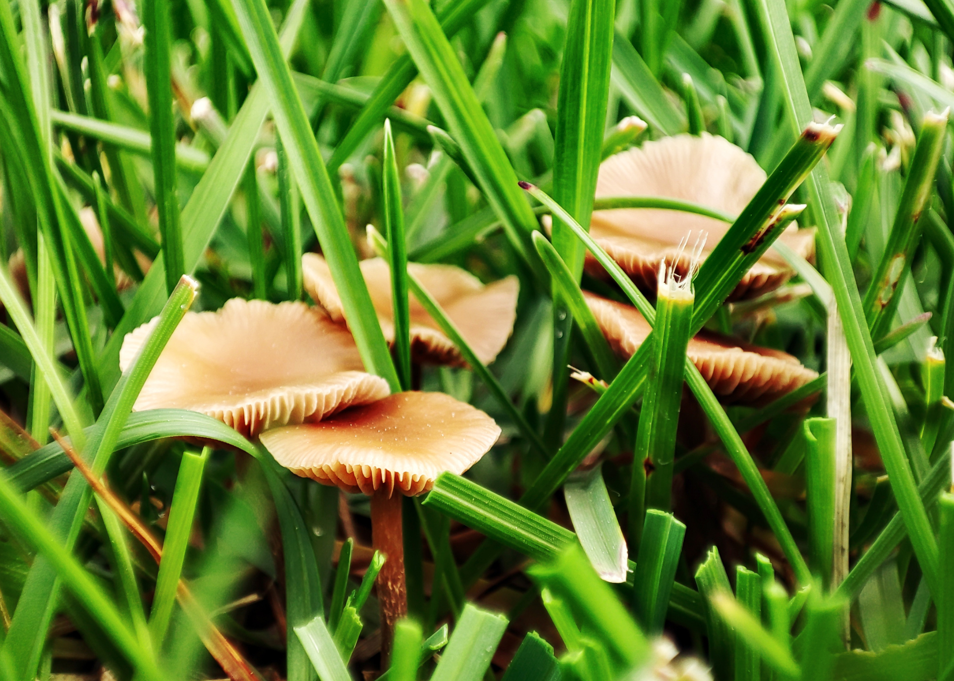 Paddenstoelen in je gazon