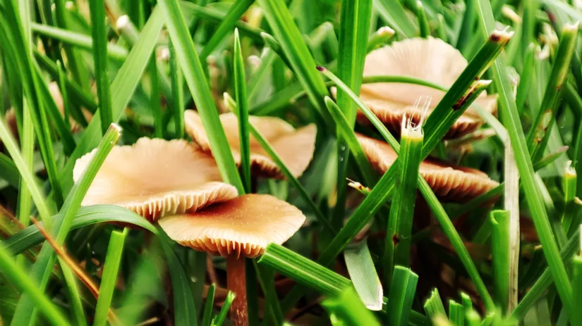 Paddenstoelen in je gazon Paddenstoelen in je gazon