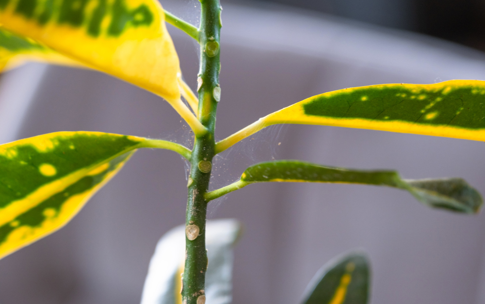 Spint op kamerplanten